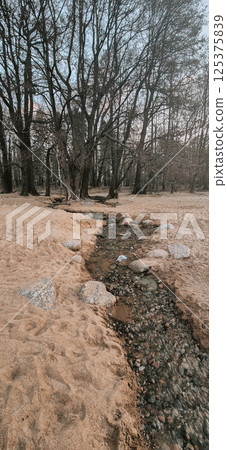 Forest landscape with leafless trees and a small stream running through the terrain. The serene scene captures the calmness of nature in early spring with clear flowing water. Vertical photo. 125375839