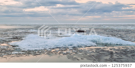 Peaceful scene of ice floes drifting in calm ocean waters with stunning sunset sky. Reflective water surface captures colorful clouds, evoking serenity and tranquility Peaceful scene of ice floes drifting in calm ocean waters with stunning sunset sky. Reflective water surface captures colorful clouds, evoking serenity and tranquility 125375937