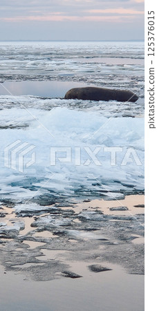 Peaceful scene of ice floes drifting in calm ocean waters with stunning sunset sky. Reflective water surface captures colorful clouds, evoking serenity and tranquility. Vertical photo 125376015