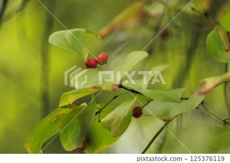 秋季森林風光:鼠尾草的紅色果實 秋季森林風光:鼠尾草的紅色果實 125376119