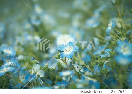 Nemophila photographed with an old lens 125376203