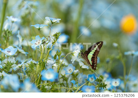 Nemophila and butterfly (Bluebottle) 125376206