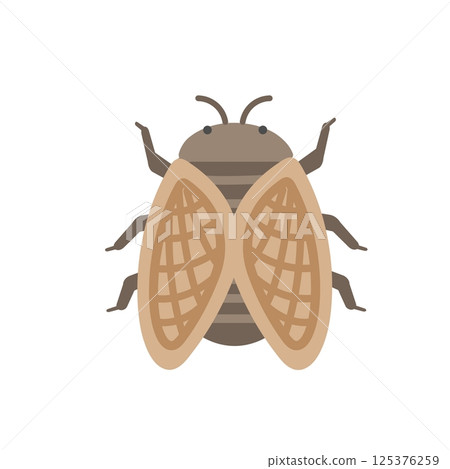 Cicada illustration 125376259