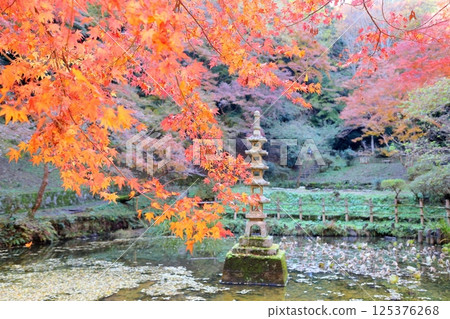 氣氛：日本楓樹變色，秋意漸濃 125376268