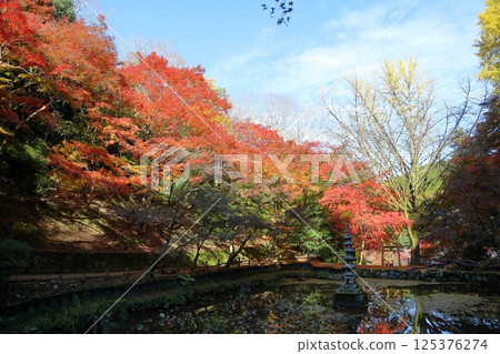 氣氛:日本楓樹變色,秋意漸濃 氣氛:日本楓樹變色,秋意漸濃 125376274