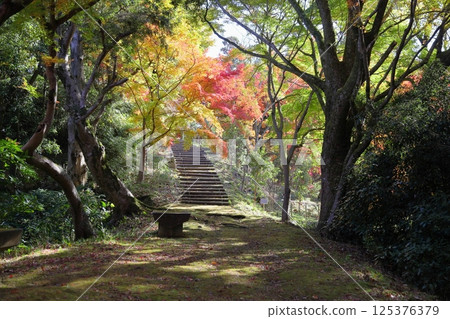 Vivid autumn leaves Japanese maple 125376379