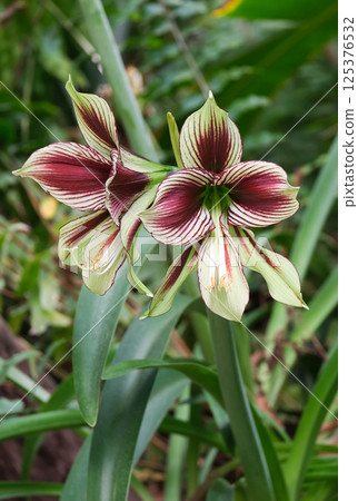 Wonderful bloom Amarillis (lat.- Amaryllis) Wonderful bloom Amarillis (lat.- Amaryllis) 125376532