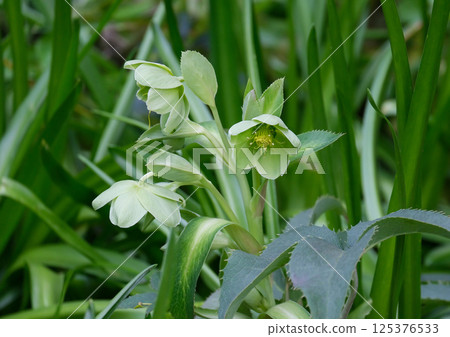 Blossom Majorcan Hellebore (lat.- Helleborus lividus) Blossom Majorcan Hellebore (lat.- Helleborus lividus) 125376533
