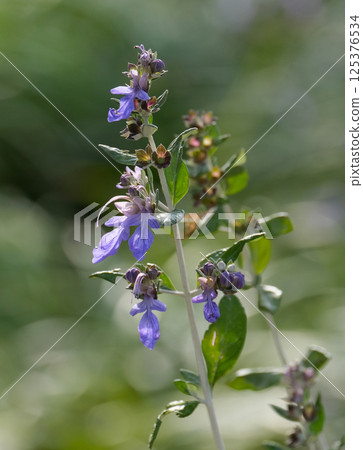 Blossom tree germander or bush germander (lat.- Teucrium fruticans) Blossom tree germander or bush germander (lat.- Teucrium fruticans) 125376534