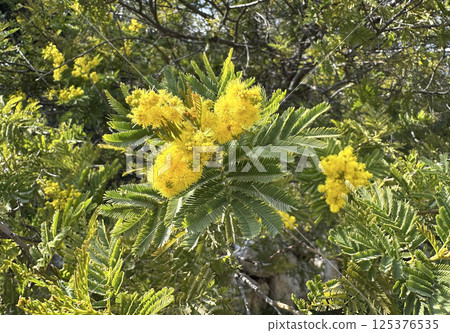 Blossom black wattle or early green wattle (lat.- Acacia decurrens) Blossom black wattle or early green wattle (lat.- Acacia decurrens) 125376535