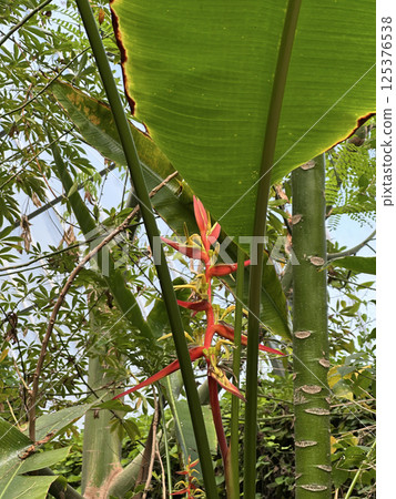 Flower of Expanded Lobsterclaw (lat.- Heliconia latispatha) 125376538