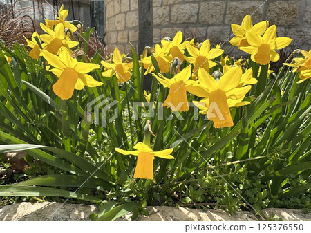 Spring blossom Daffodil flower or Lent lily (lat.- Narcissus pseudonarcissus) 125376550