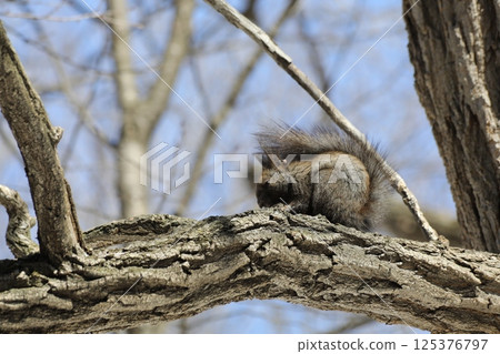 Ezolith吃堅果 Ezolith吃堅果 125376797