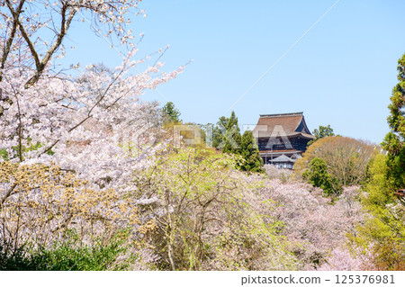 從奈良縣吉水神社參道望去,盛開的櫻花和國寶金峰山寺的藏王堂 從奈良縣吉水神社參道望去,盛開的櫻花和國寶金峰山寺的藏王堂 125376981