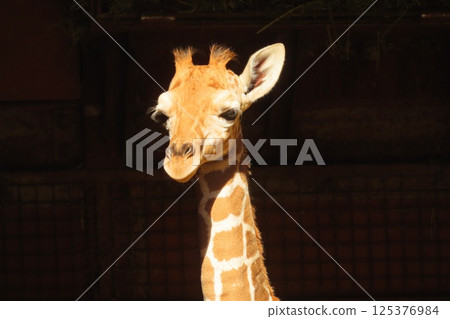 Baby giraffe 125376984