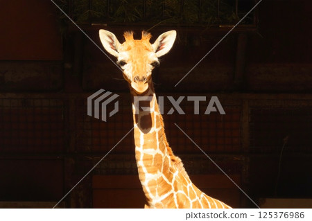 Baby giraffe Baby giraffe 125376986