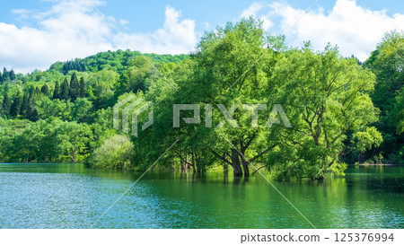 Submerged forest of Shirakawa lake Submerged forest of Shirakawa lake 125376994