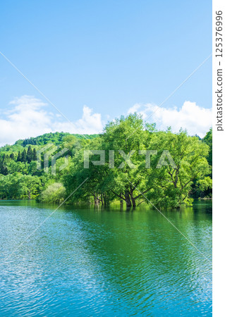 白川湖被淹沒的森林 125376996