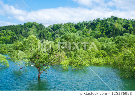白川湖被淹沒的森林 125376998