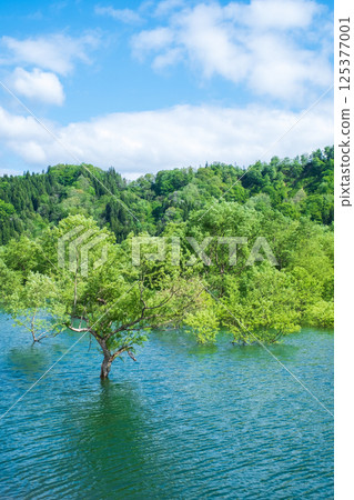 Submerged forest of Shirakawa lake 125377001