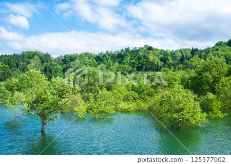 Submerged forest of Shirakawa lake 125377002