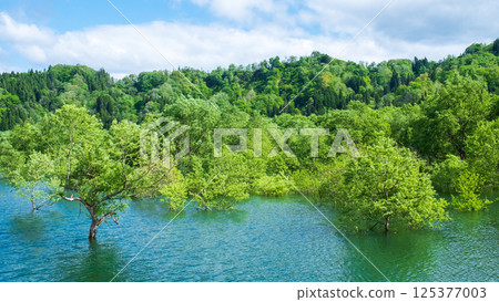 Submerged forest of Shirakawa lake 125377003