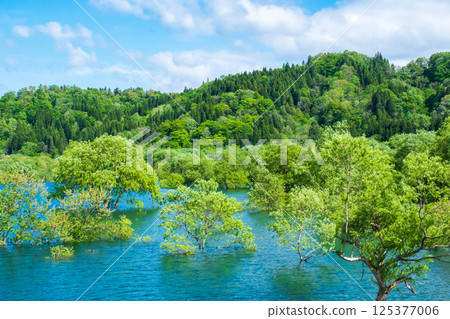 Submerged forest of Shirakawa lake Submerged forest of Shirakawa lake 125377006