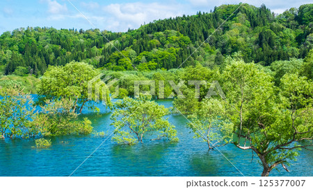 Submerged forest of Shirakawa lake 125377007