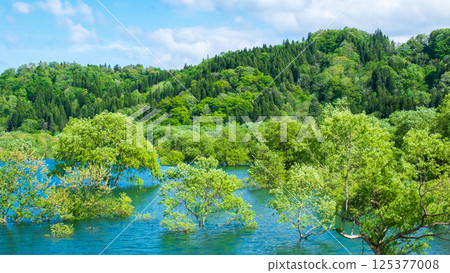 白川湖被淹沒的森林 125377008