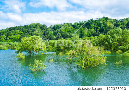 白川湖被淹沒的森林 125377010