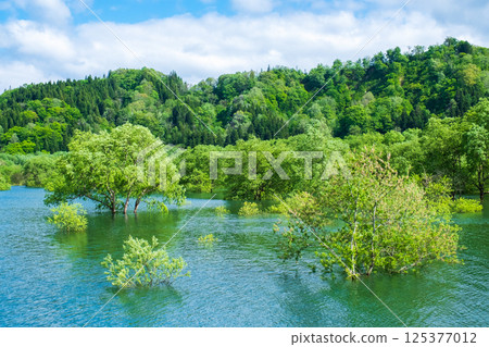 Submerged forest of Shirakawa lake Submerged forest of Shirakawa lake 125377012