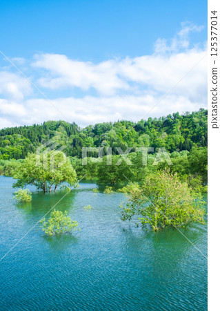 Submerged forest of Shirakawa lake 125377014