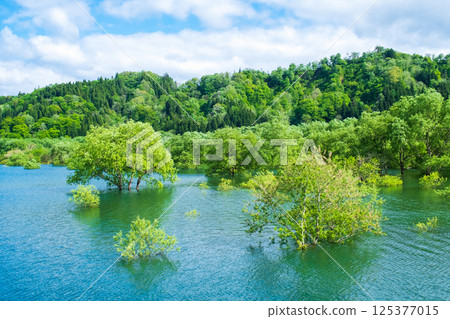 白川湖被淹沒的森林 125377015