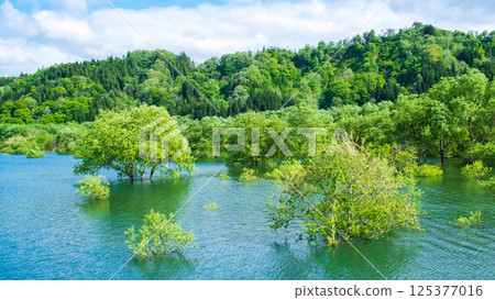 白川湖被淹沒的森林 125377016