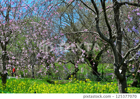 Landscape of cherry blossoms and rape blossoms in full bloom 125377070