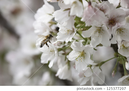 蜜蜂在盛開的櫻花中飛舞 125377207