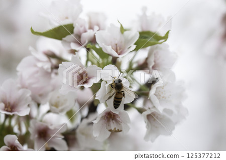 Honeybees swarming amongst blooming cherry blossoms Honeybees swarming amongst blooming cherry blossoms 125377212