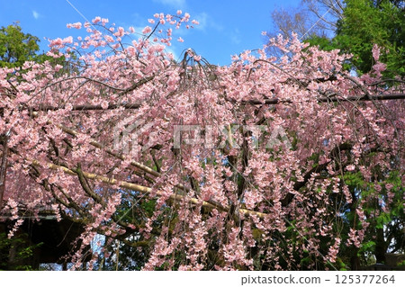 水火天滿宮紅色垂枝櫻花 125377264