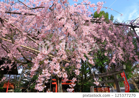 Suika Tenmangu Shrine Red Weeping Cherry Blossom 125377270