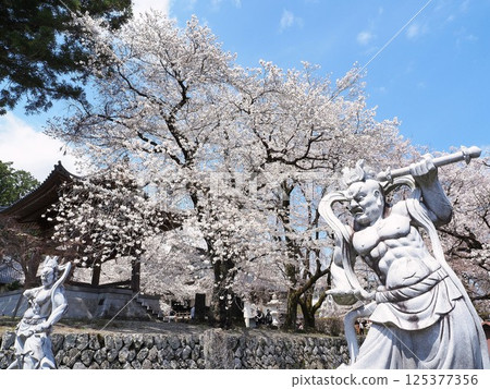 山梨縣，四月，妙能寺內櫻花盛開 125377356