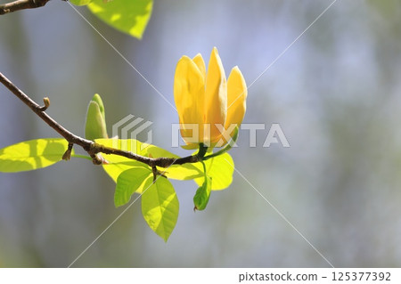 黃花玉蘭花 125377392