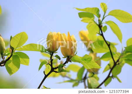Yellow flower Magnolia flower 125377394