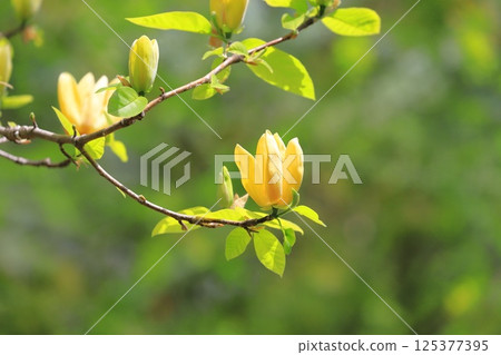 Yellow flower Magnolia flower 125377395