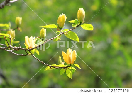 Yellow flower Magnolia flower 125377396