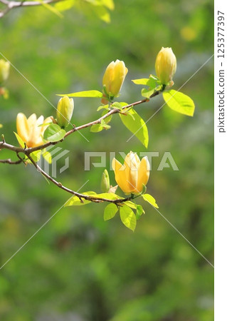 Yellow flower Magnolia flower 125377397