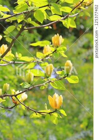 Yellow flower Magnolia flower 125377402