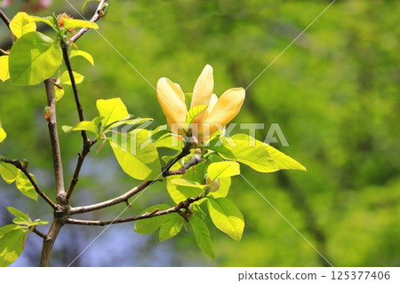 Yellow flower Magnolia flower 125377406