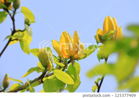 黃花玉蘭花 125377409