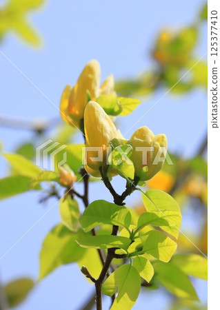 Yellow flower Magnolia flower Yellow flower Magnolia flower 125377410