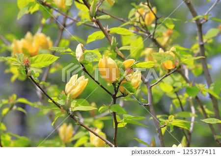 Yellow flower Magnolia flower 125377411